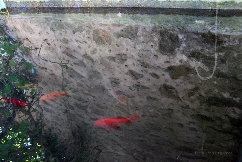 Peces nadando en un estanque cerca de un anzuelo.