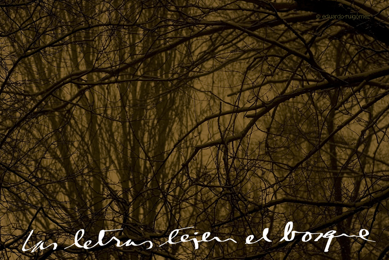 Bosque de ramas con las últimas luces del día.