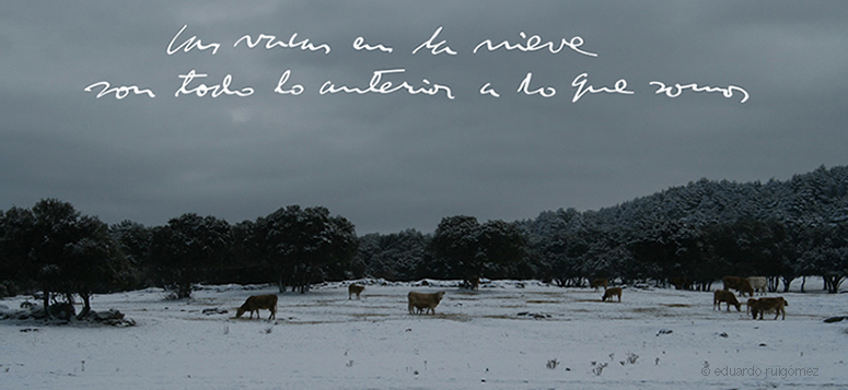 Escena pastoril de vacas impasibles paciendo en la nieve de Valsain, Segovia.