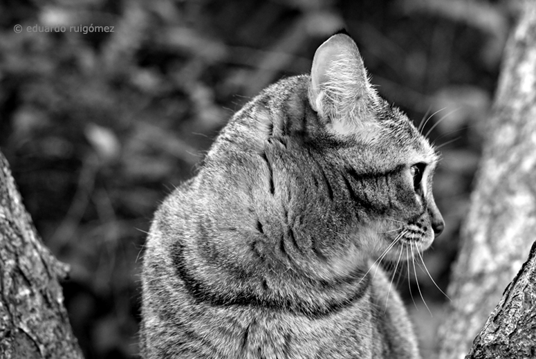Un gato en un árbol en un día de caza en primavera.