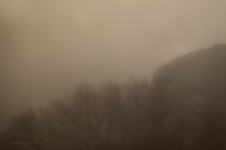 Árboles en la niebla mecidos por el viento