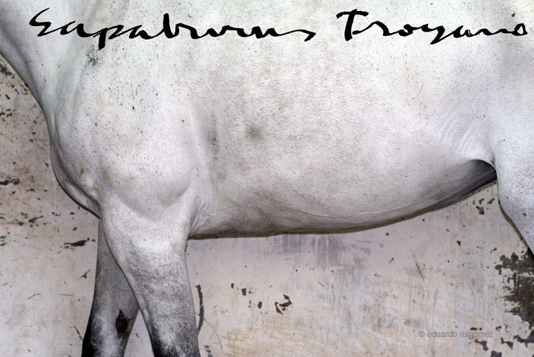 Plano cerrado de un caballo blanco en un establo.