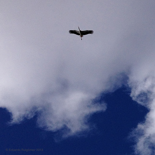 Cigüeña volando por debajo de una nubes.