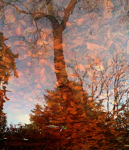 Reflejo de un árbol en una ciénaga.