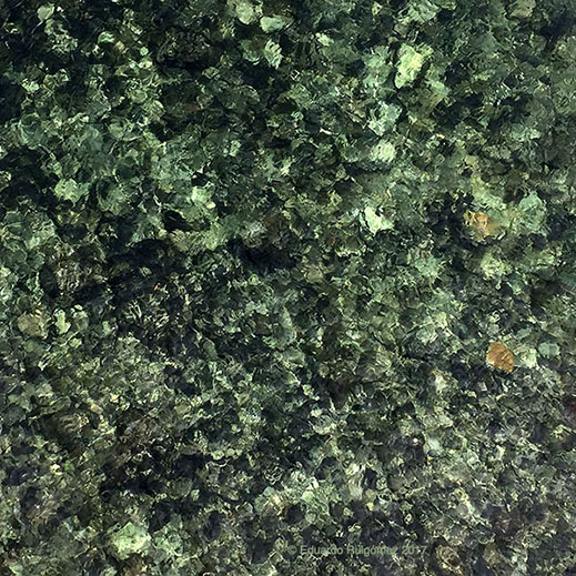 Fondo del mar en aguas claras.