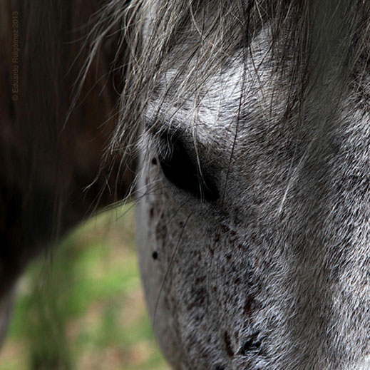 Un caballo salvaje en un bosque.