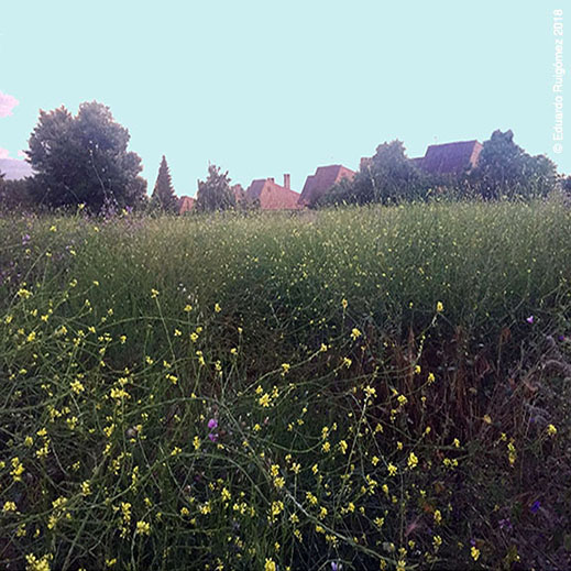 Campo y al fondo se ven casas.