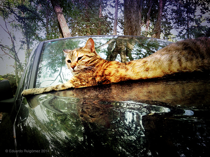 Un gato descansando encima de un coche