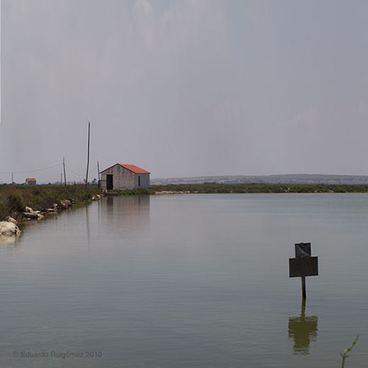 Tienda de discos Avestruz