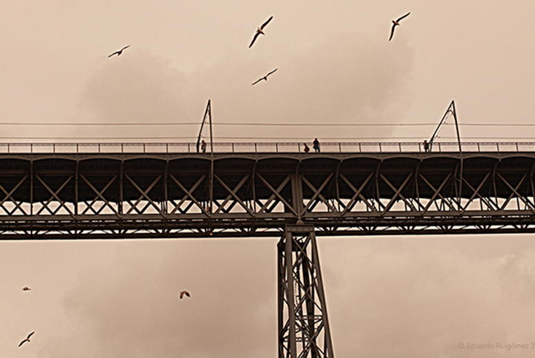Gaviotas volando alrededor del Puente Luis I en Oporto